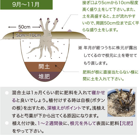 ぼたん宅配便 栽培方法 育て方 牡丹 ぼたん 島根県大根島の由志園