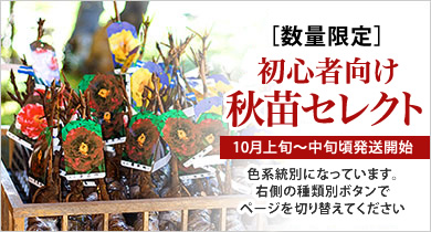 牡丹 島大臣 特大株 抜き苗発送 imgrc0081643063.jpg