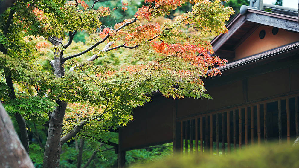 庭園の紅葉9月日 見ごろ案内 牡丹と 高麗人蔘の里 日本庭園 由志園 公式サイト