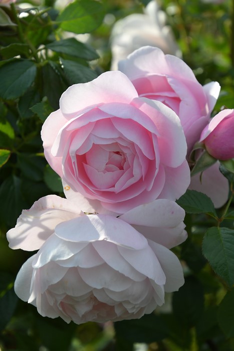 のの★薔薇と紫陽花　最高級綿100%セミダブル　クイーン仕立て直し のの☆薔薇と紫陽花 最高級綿100%セミダブル クイーン仕立て直し