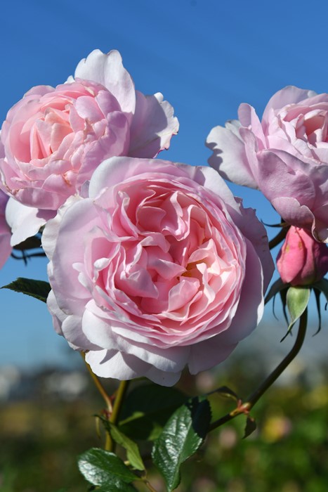 バラの種類｜ムッシュ サティ（）｜日本庭園【 由志園 】