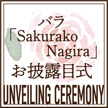 バラ「Sakurako Nagira」お披露目式