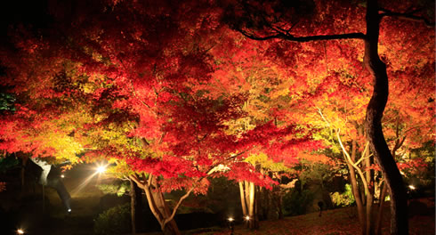 紅葉ライトアップ