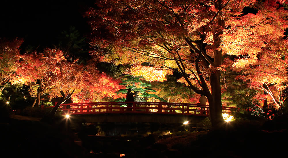 紅葉ライトアップ