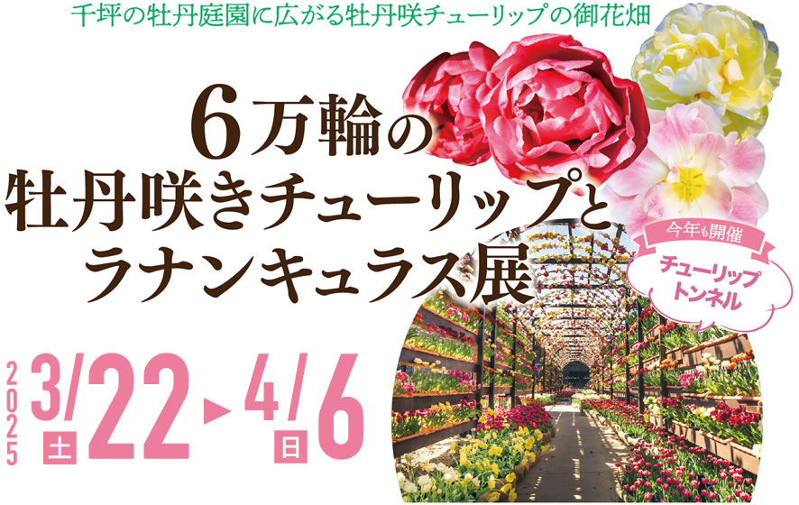 千坪の牡丹園に広がる牡丹咲チューリップの御花畑