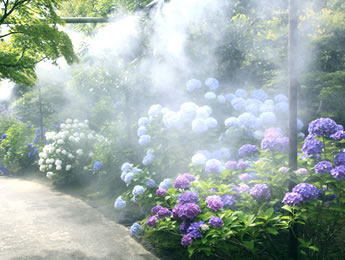 紫陽花