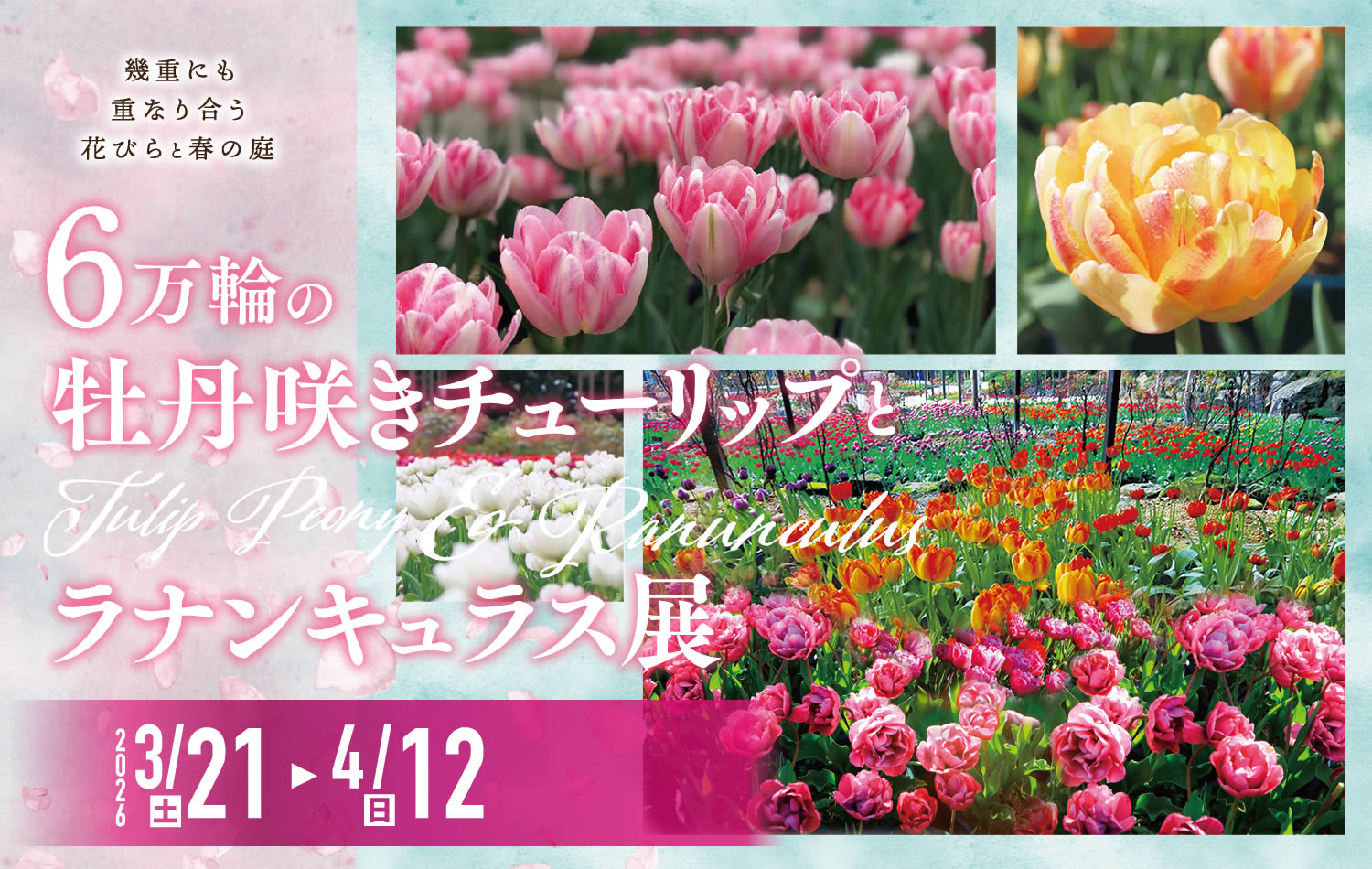 6万輪の牡丹咲きチューリップとラナンキュラス展