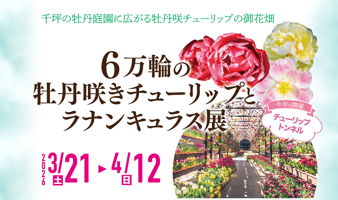 6万輪の牡丹咲きチューリップとラナンキュラス展
