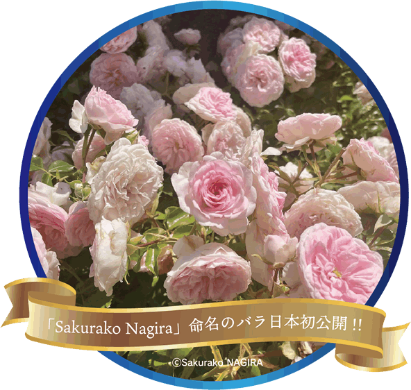 SPECIAL EVENT　バラに親しむ為のスペシャルイベント