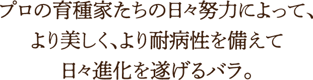 プロの育種家たちの日々努力によって、<br>より美しく、より耐病性を備えて日々進化を遂げるバラ