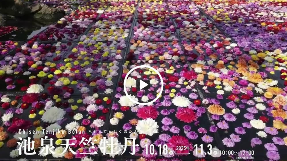 池泉天竺牡丹2025 池泉に浮かぶ10万輪のダリア　由志園　2025.10.13