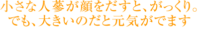 小さな人蔘が 顔を出すと、がっくり。でも、大きいのだと元気がでます